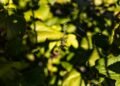Wildtieren im Herbst helfen: So wird Ihr Garten zum sicheren Rückzugsort