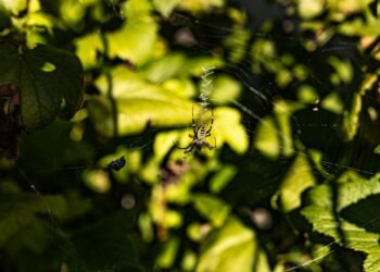 Wildtieren im Herbst helfen: So wird Ihr Garten zum sicheren Rückzugsort