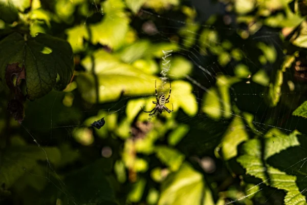 Wildtieren im Herbst helfen: So wird Ihr Garten zum sicheren Rückzugsort